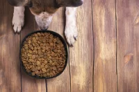 miska pro psy přírodní s potiskem loga - foto 7