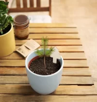 sada pro pěstování vánočního stromku přírodní s potiskem loga - foto 7